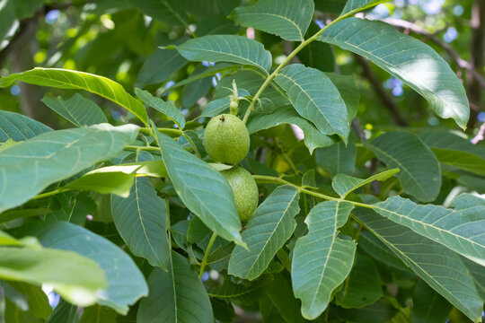 Young walnuts on the tree. Tree of walnuts. Green leaves background