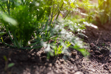 Young dill on a garden bed . Green juicy and tender dill. Macro.