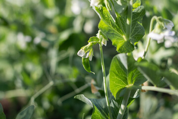 White pea blossoms in garden. Beautiful bush pea plant background. Selective focus on one branch.