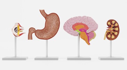Realistic 3D Render of Anatomy Models