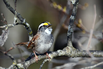 Close up of a White-throated Sparrow singing as it sits perched on a branch in the forest