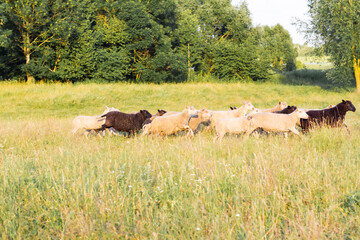 Sheep run across the field in the setting sun. Home little farm.