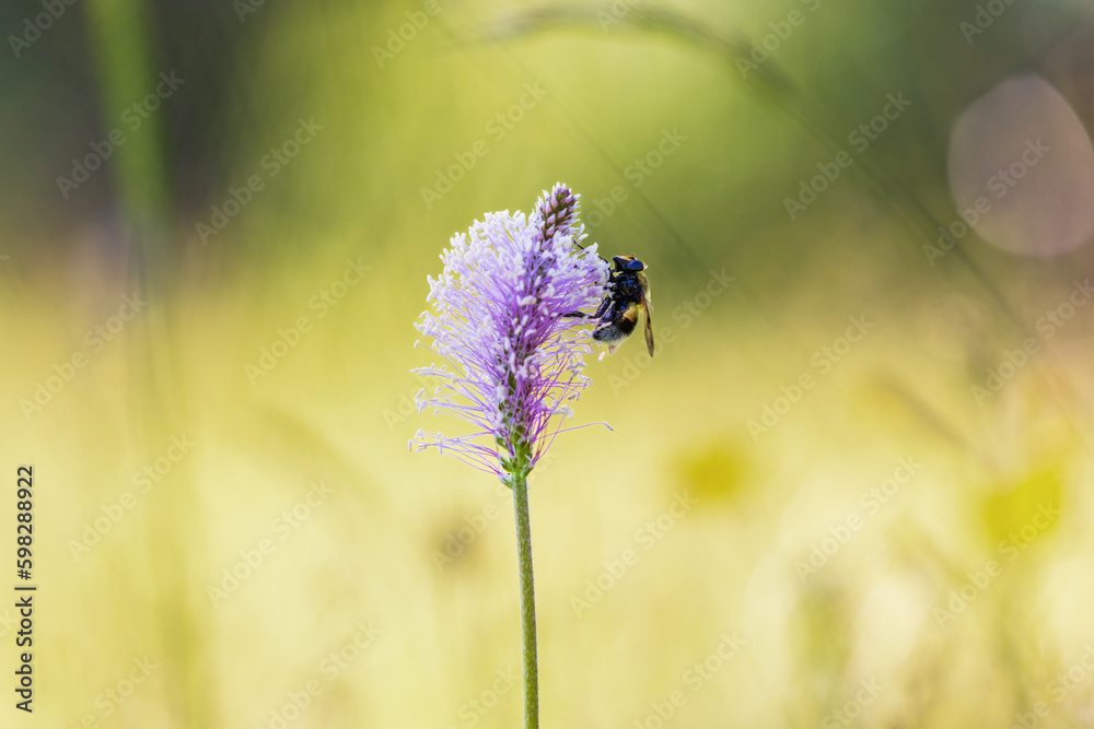 Canvas Prints Bumblebee sitting on a hoary plantain in a meadow