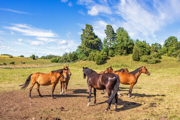 Horses in a paddock in the countryside - obrazy, fototapety, plakaty
