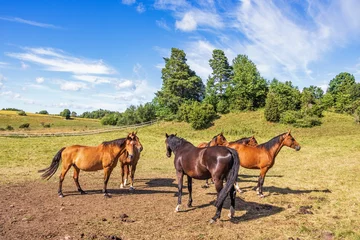 Foto op Plexiglas Horses in a paddock in the countryside © Lars Johansson