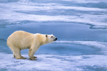 Naklejka na ściany i meble Polar bear on the sea ice in Arctic