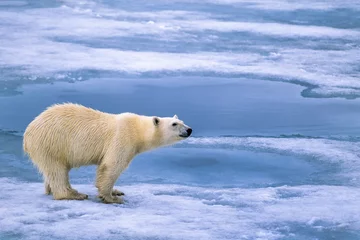 Foto op Canvas Polar bear on the sea ice in Arctic © Lars Johansson