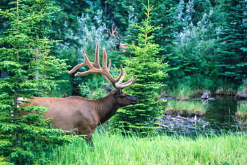 Elk with big antlers in the forest