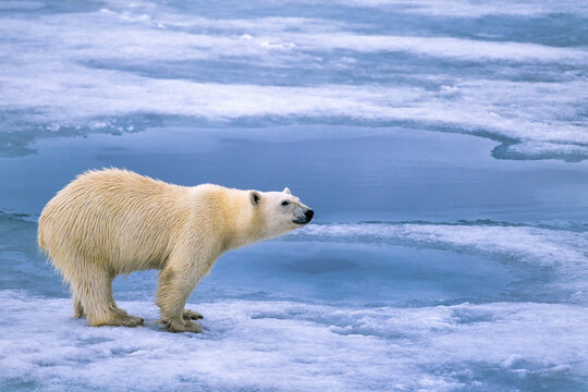 Polar bear on the sea ice in Arctic