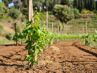Fototapeta na wymiar Grapevine with baby grapes and flowers - flowering of the vine with small grape berries. Young green grape branches on the vineyard in spring time.