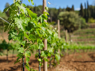 Fototapeta na wymiar Grapevine with baby grapes and flowers - flowering of the vine with small grape berries. Young green grape branches on the vineyard in spring time.