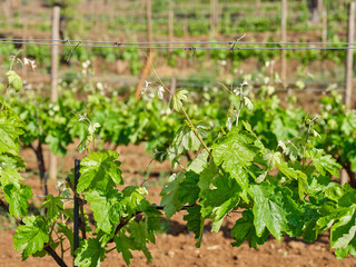Grapevine with baby grapes and flowers - flowering of the vine with small grape berries. Young green grape branches on the vineyard in spring time.