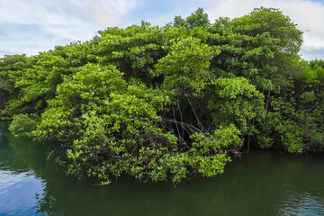 Mangrove tree forest in brackish waters. Mangroves are a habitat for various creatures in an ecosystem that also function as a barrier to waves and sea water abrasion or erosion. Concept for earth day