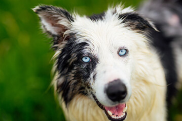 head portrait of a border collie (blue merle) with blue eyes lying in the field with its mouth open. Walking dog. animals and pets.