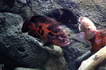 Colored sea fish in a large aquarium with lighting