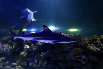 Small sharks swim in an illuminated aquarium