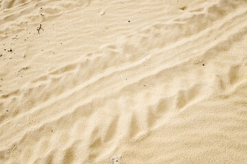 Sea turtle nest on the white beach sands with tracks to the ocean, coming and going. Concept for preservation, endangered, extinction, rare animals, ecosystem, environment, earth day.