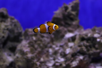 colored clown fish in an aquarium with lighting