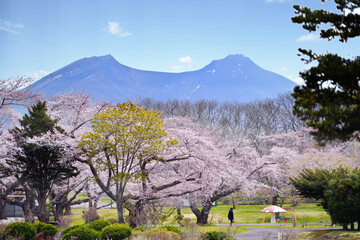 Fototapeta premium Beautiful Cherry blossom blooming in Morimachi Oniushi Park and Mt. Komagatake of Mori city in Hokkaido, Japan.