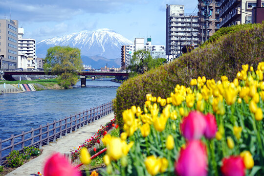 Beautiful morioka city view with Mt. iwate in the background and the Kitakami river flowing through the middle of town with flower gardens.