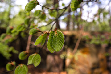 Feuille De L'arbre