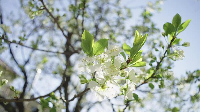 Beautiful background video of blossoming trees in spring. Tree branches in flowers, the birth of life in nature. Preservation of ecology. High quality 4k footage Generative AI