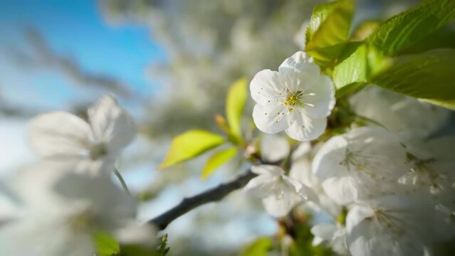 White blossoms on a branch in sunlight moving with the gentle breeze, with clear blue sky in the background 
