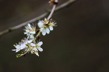 White mirabelle plum flowers blooming in spring