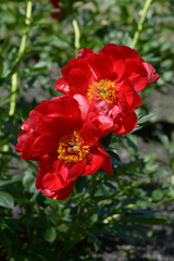 コーラルニューゴールド　シャクヤク