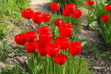 Red blooming tulips on a green meadow in the sunlight. Spring. - 598293785