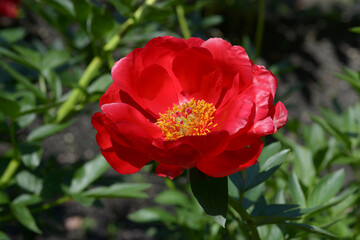 レッドグレイス　シャクヤク