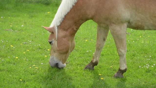 Grazing brown Haflinger horse with white braided mane in the meadow eating grass, slow motion video
