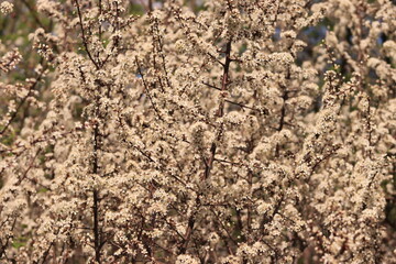 White mirabelle plum flowers blooming in spring