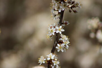 White mirabelle plum flowers blooming in spring