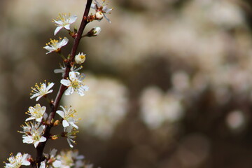 White mirabelle plum flowers blooming in spring