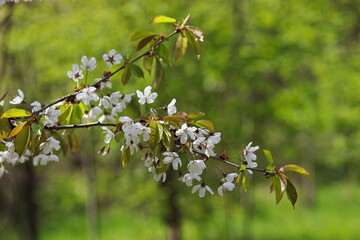 White mirabelle plum flowers blooming in spring