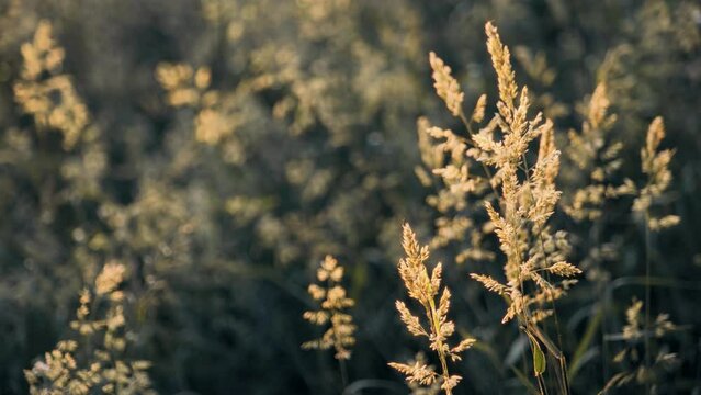 Ears of blossoming grass gently moving in the breeze, warm colors and blurred background