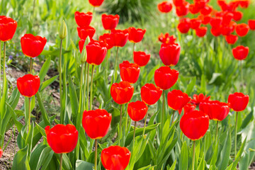 Red blooming tulips on a green meadow in the sunlight. Spring. - 598295724
