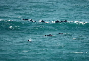 Fototapeta premium A pod of bottlenose Burrunan dolphins, Port Phillip Heads Marine National Park, Point Nepean, Port Sea, Mornington Peninsula, Victoria, Australia