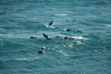 Fototapeta premium A pod of bottlenose Burrunan dolphins, Port Phillip Heads Marine National Park, Point Nepean, Port Sea, Mornington Peninsula, Victoria, Australia