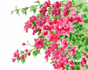 アナログ水彩ピンクのブーゲンビリアの花