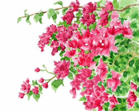 ブーゲンビリア Images – Browse 3,702 Stock Photos, Vectors, and