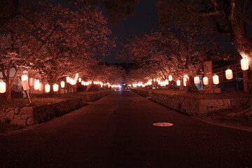 Sakura and Torii Gate of Gokoku-ji in Awaji, Hyogo, Japan 日本 兵庫 淡路島 護国寺 賀集八幡神社 鳥居 桜 