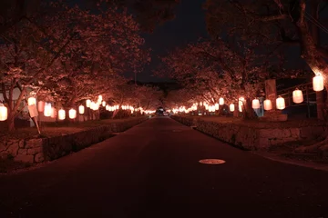 Fotobehang Sakura and Torii Gate of Gokoku-ji in Awaji, Hyogo, Japan 日本 兵庫 淡路島 護国寺 賀集八幡神社 鳥居 桜  © Eric's library