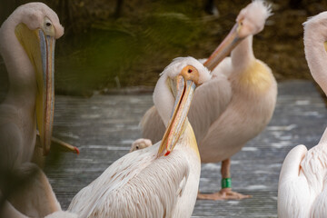 A colony of Pelicans enjoying the sunshine in the zoo in Amsterdam 