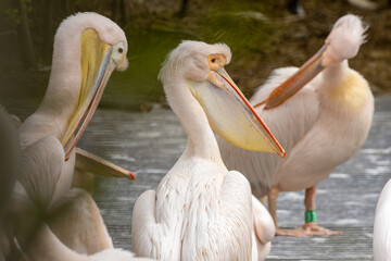 A colony of Pelicans enjoying the sunshine in the zoo in Amsterdam 