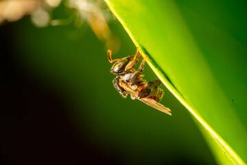Stingless bee on leaf