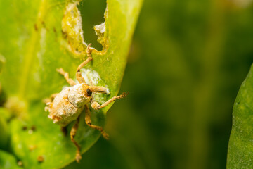 weevil on a leaf