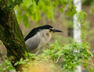 Black-crowned night heron perched in a tree in Amsterdam zoo