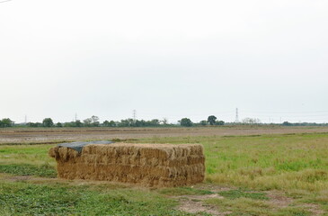 straw cut stacking on paddy field landscape in Thailand